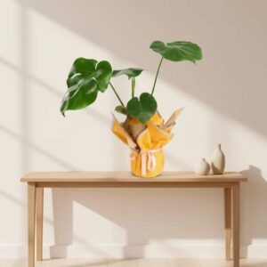 Monstera in a pot with a yellow bouquet and light pink ribbon