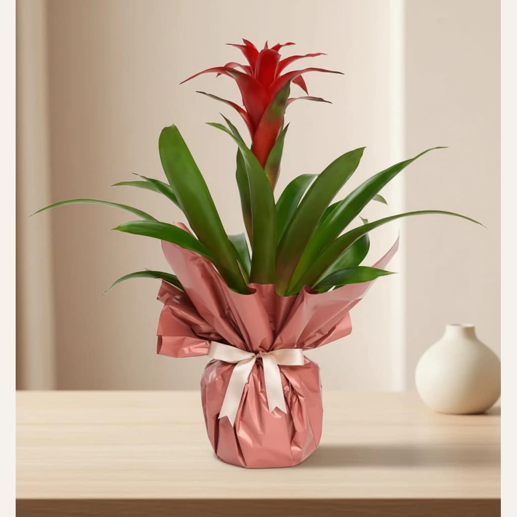 Guzmania in Bouquet Polymer Pot Guzmania in Bouquet Polymer Pot