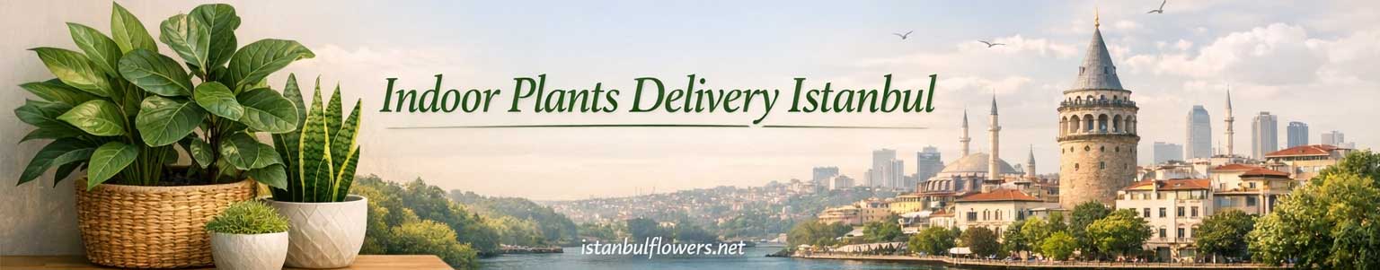 Indoor Plants in Delivery Istanbul