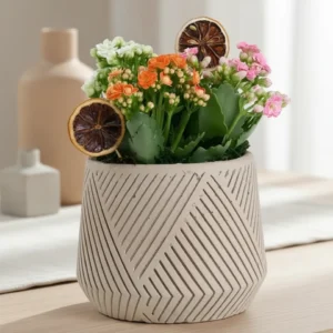 Kalanchoe Garden in a Geometric Striped Pot