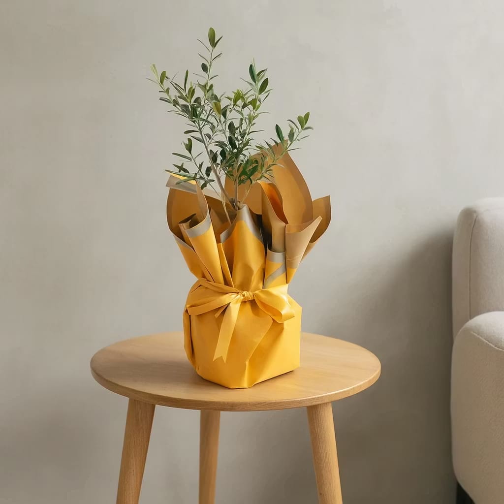 Olive Tree Bonsai in a Yellow Bouquet Paper Pot Olive Tree Bonsai in a Yellow Bouquet Paper Pot