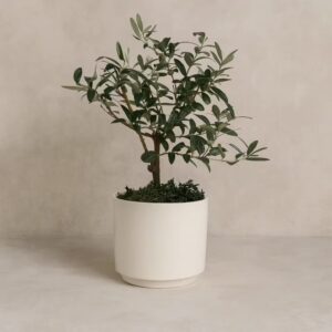 Olive Tree in White Polymer Pot