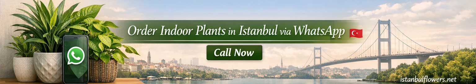Order Indoor Plants in Istanbul