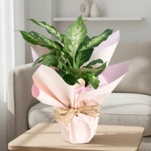 Potted Dieffenbachia Plant