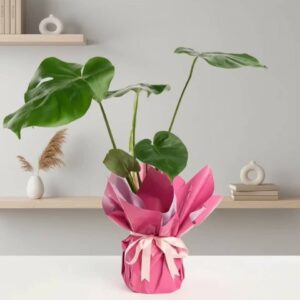 Purple and Pink Bouquet Monstera in a Pot with Pink Ribbon