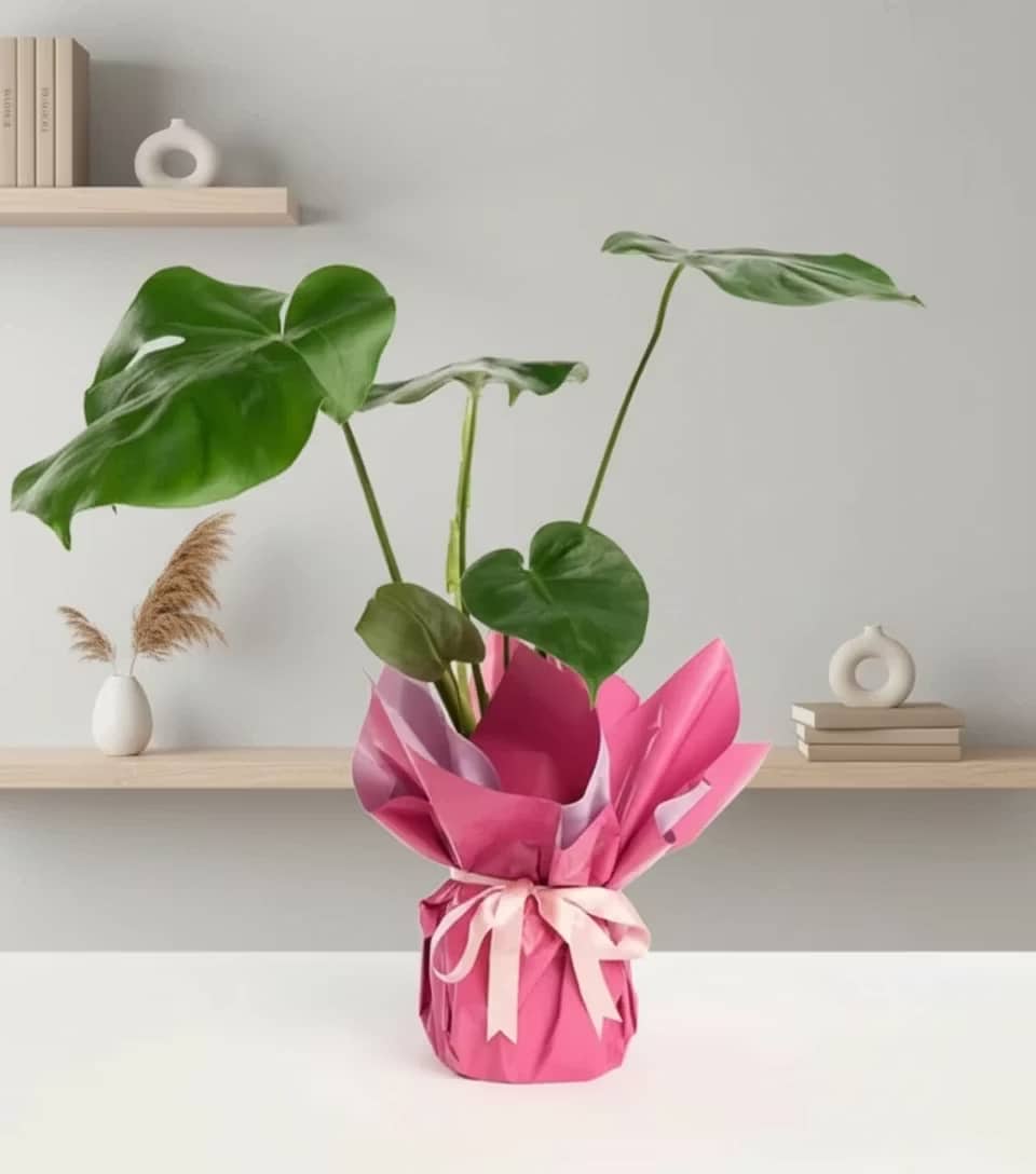 Purple and Pink Bouquet Monstera in a Pot with Pink Ribbon Purple and Pink Bouquet Monstera in a Pot with Pink Ribbon