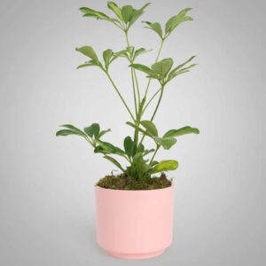 Schefflera Single