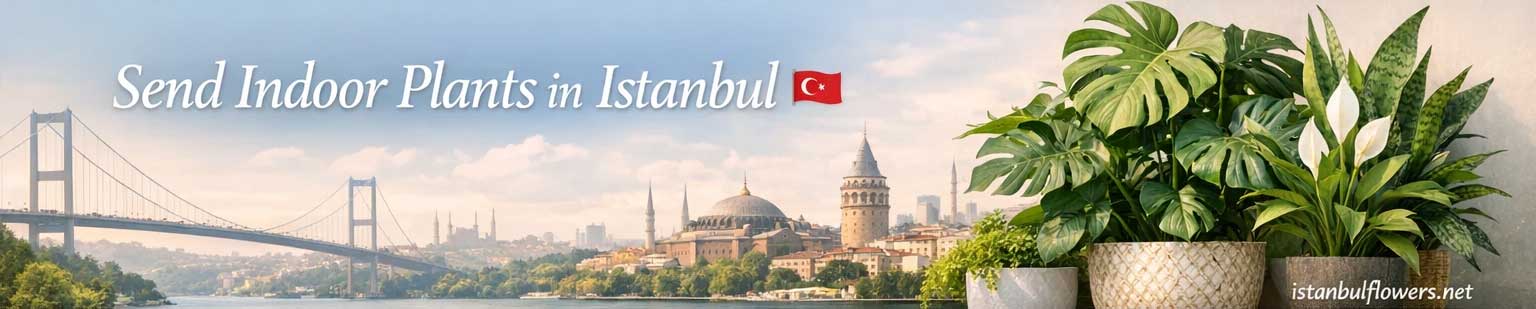 Send Indoor Plants in Istanbul