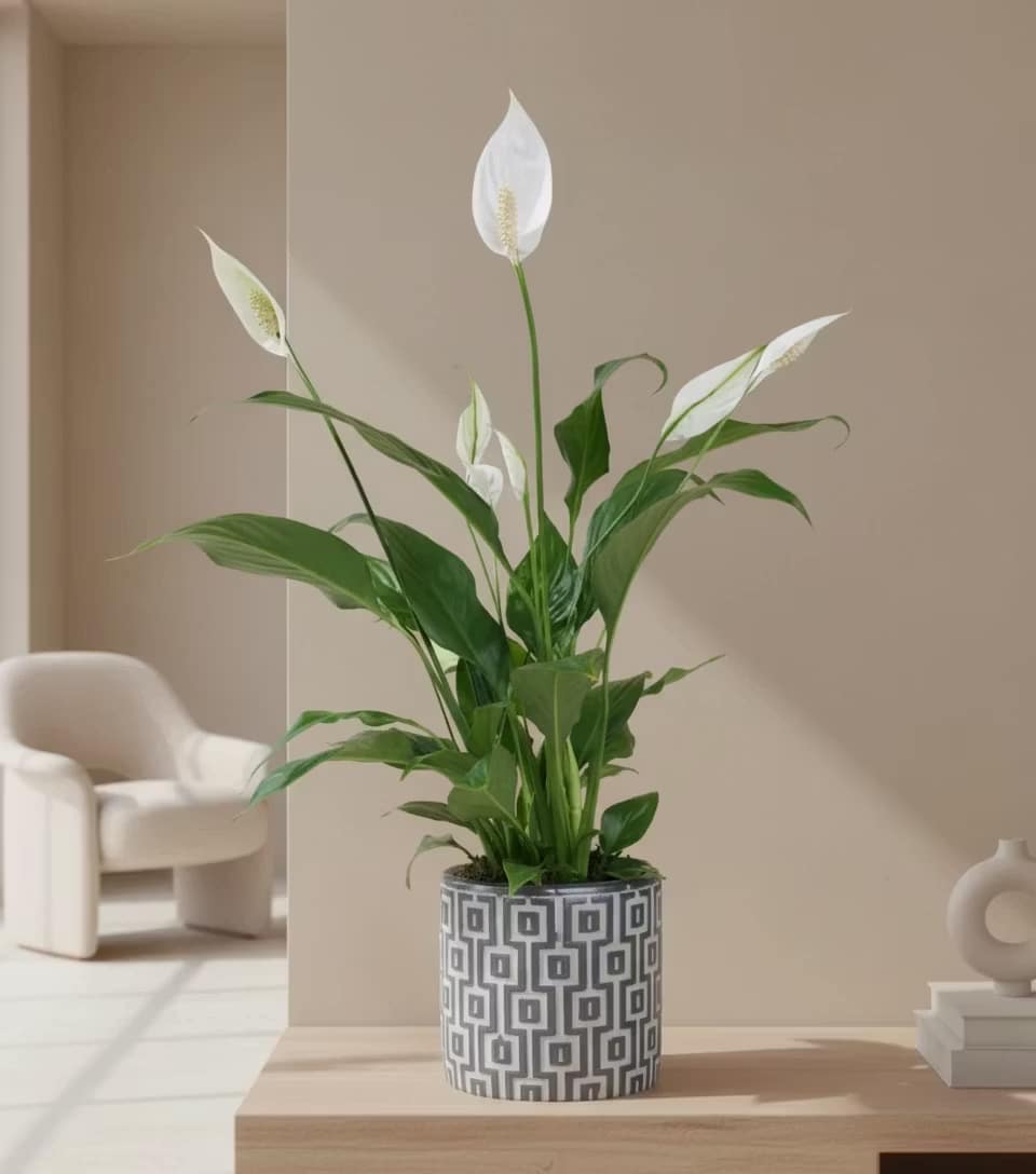 Spathiphyllum Plant in a Square Patterned Gray Concrete Pot Spathiphyllum Plant in a Square Patterned Gray Concrete Pot