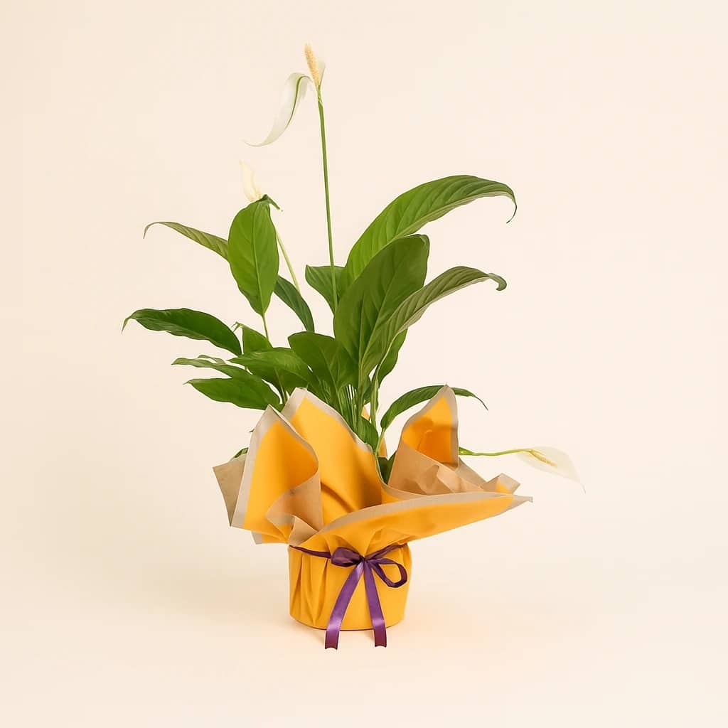 Spathiphyllum in a Yellow Bouquet and Purple Ribbon Pot Spathiphyllum in a Yellow Bouquet and Purple Ribbon Pot